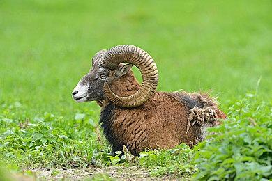 任天堂：当前没计划对硬件和软件降价